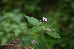 Impatiens dasysperma